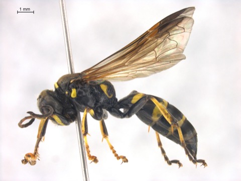 Gorytes atricornis